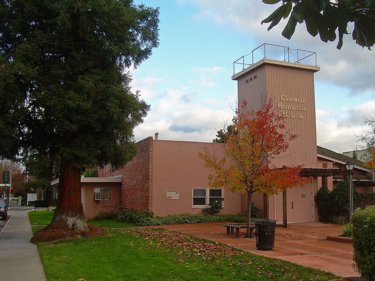 Large redwood tree on the lawn beside the Campbell Historical Museum on N. Central Avenue