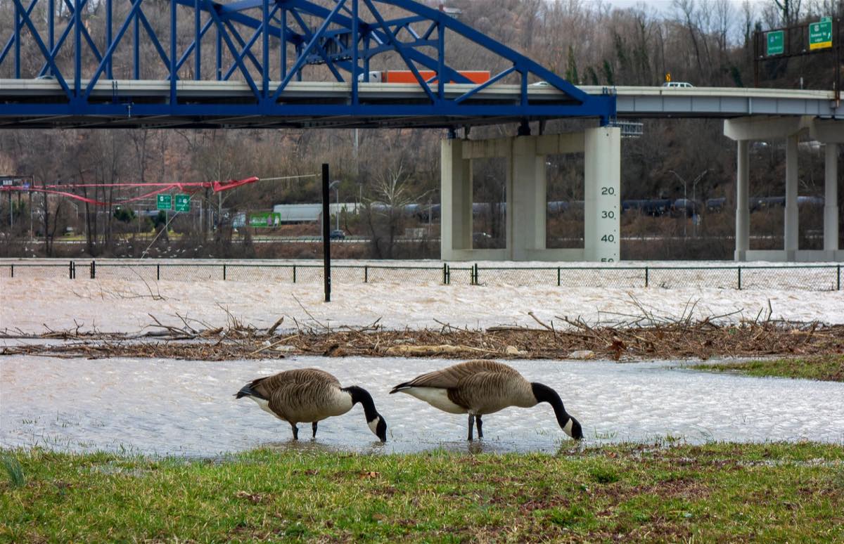 Two Canada geese at the edge of floodwater covering Magic Island, with a depth gauge on the blue Elk River bridge pier behind, February 2019