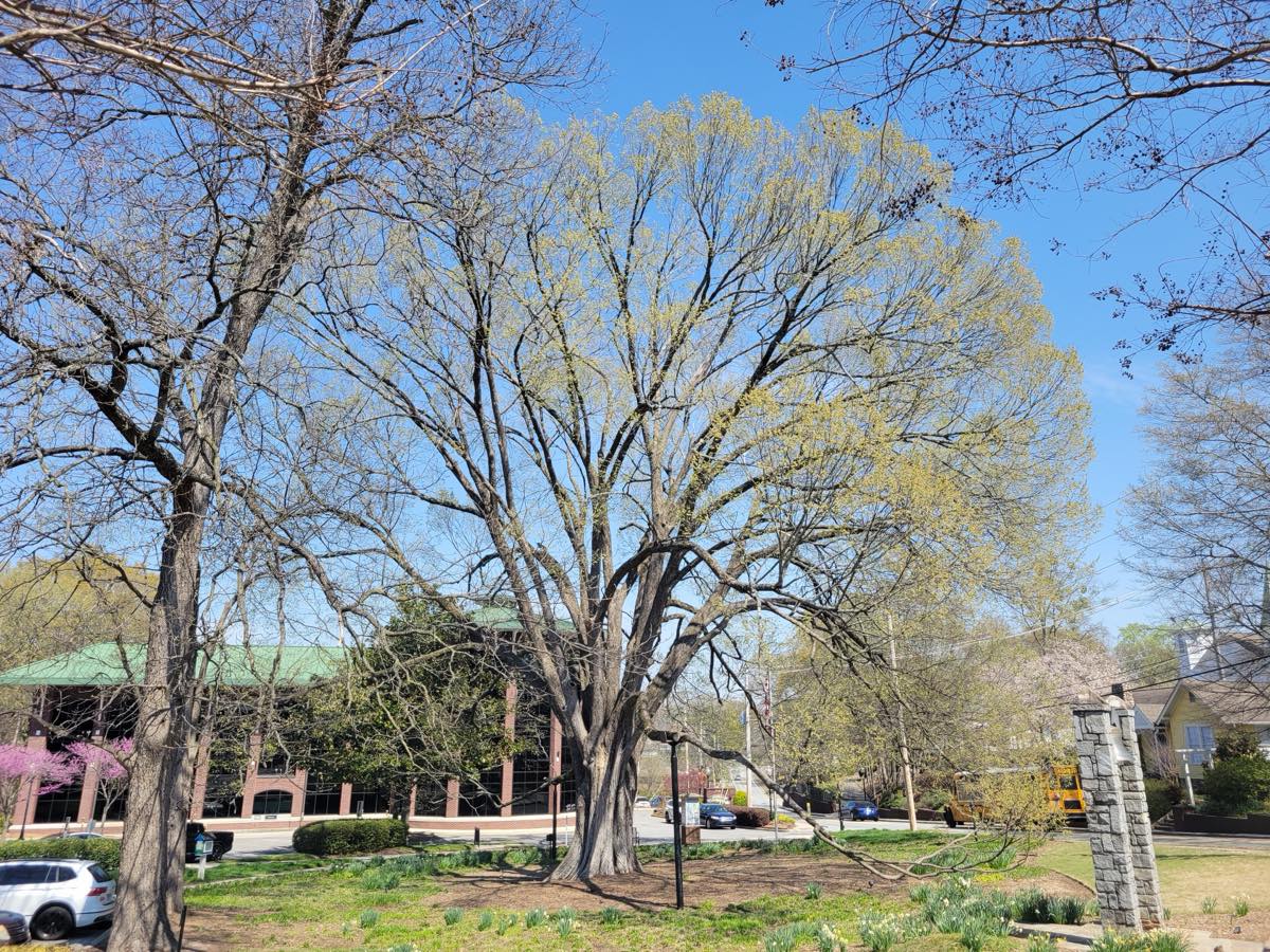 Georgia State Champion American Elm in Betty Mauldin Park, Norcross, leafing out in spring