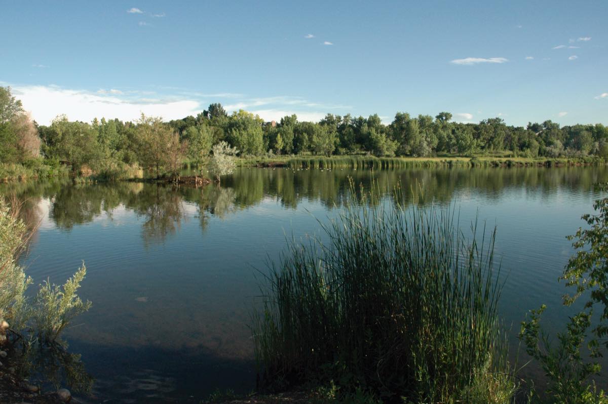 West Lake in Prospect Park on the Clear Creek Greenbelt with reeds and cottonwoods